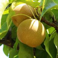 Саженец Груша Азийская Хосуи